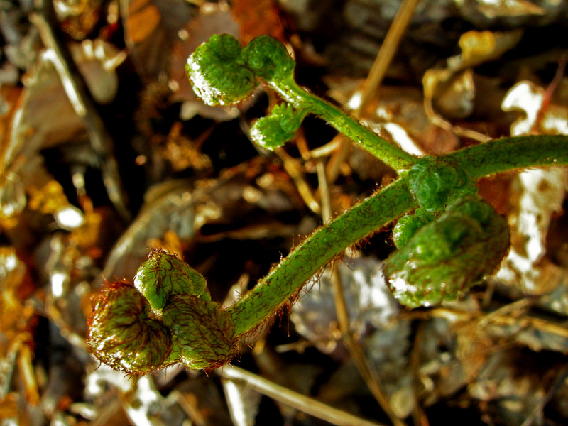 Pteridium aquilinum / Felce aquilina